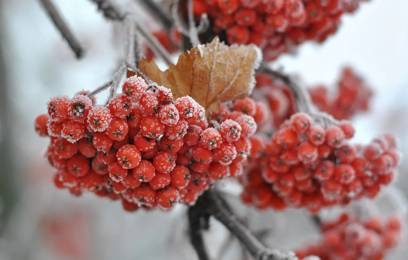 Photo wallpaper nature, Rowan, freezing