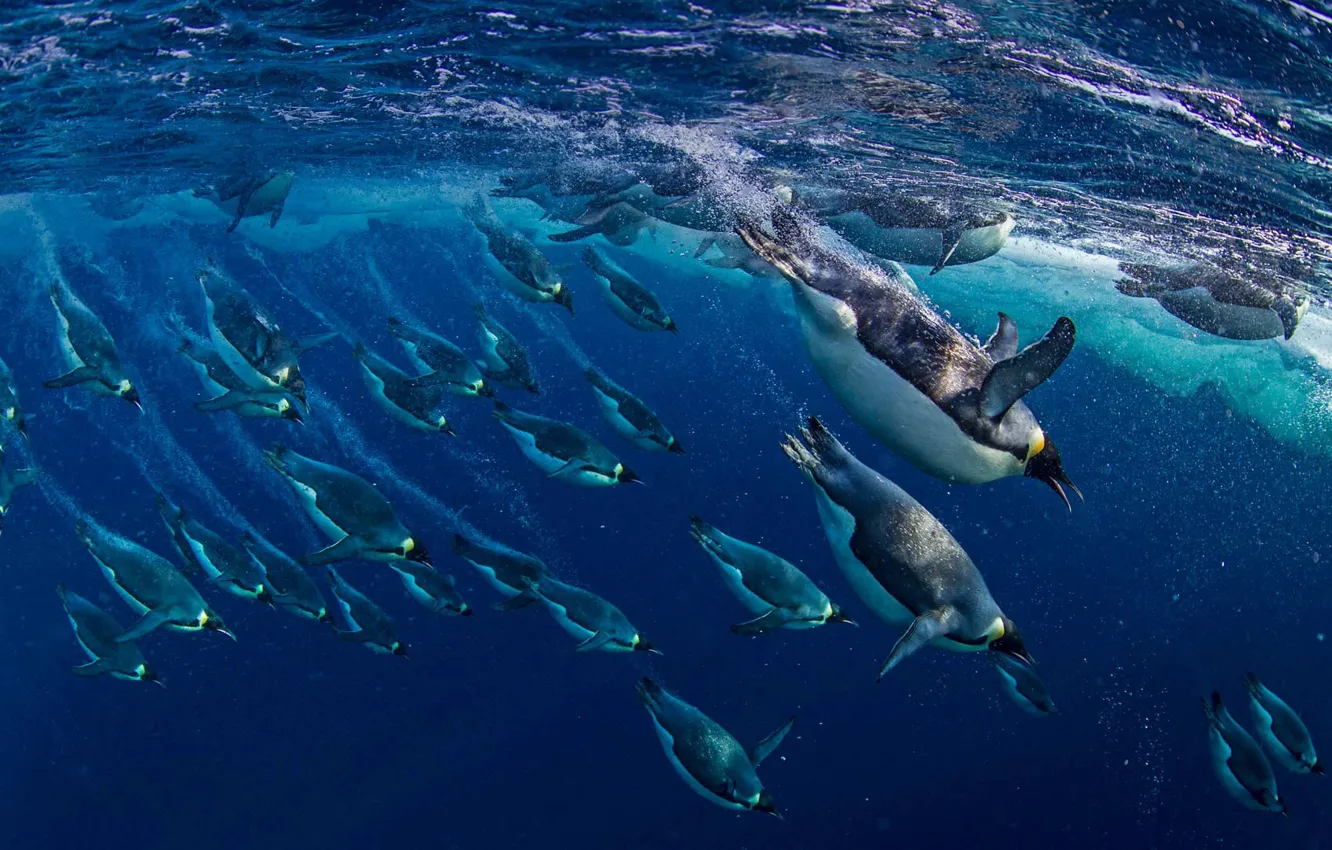 Photo wallpaper birds, Antarctica, the Ross sea, Emperor penguins