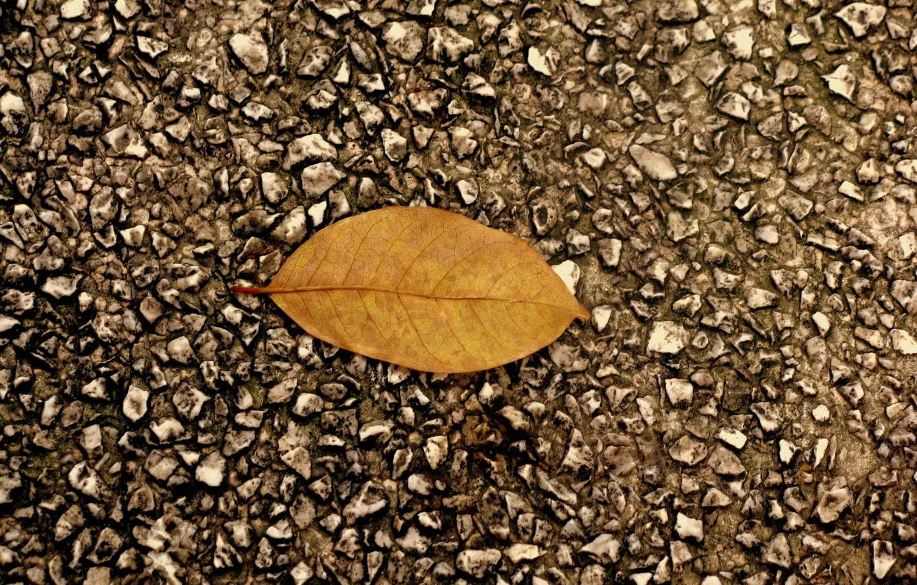 Photo wallpaper autumn, asphalt, leaf