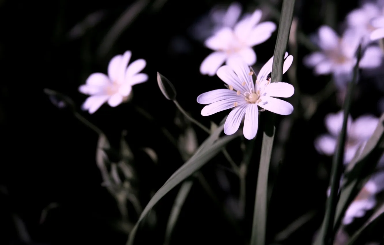 Photo wallpaper macro, flowers, plant, stem