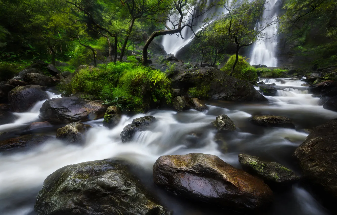 Photo wallpaper forest, trees, river, stones, rocks, waterfall, stream