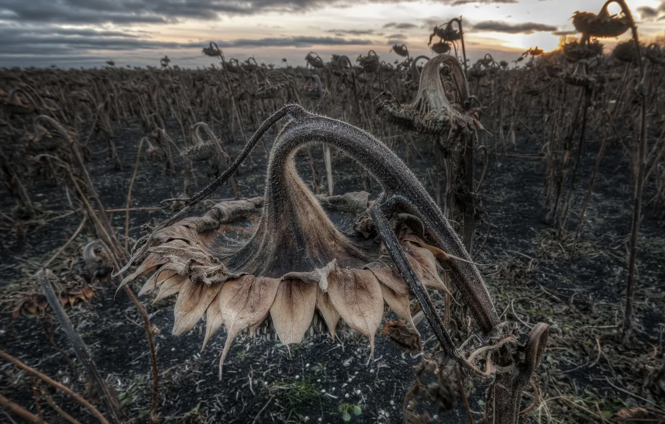 Photo wallpaper autumn, sunflowers, nature