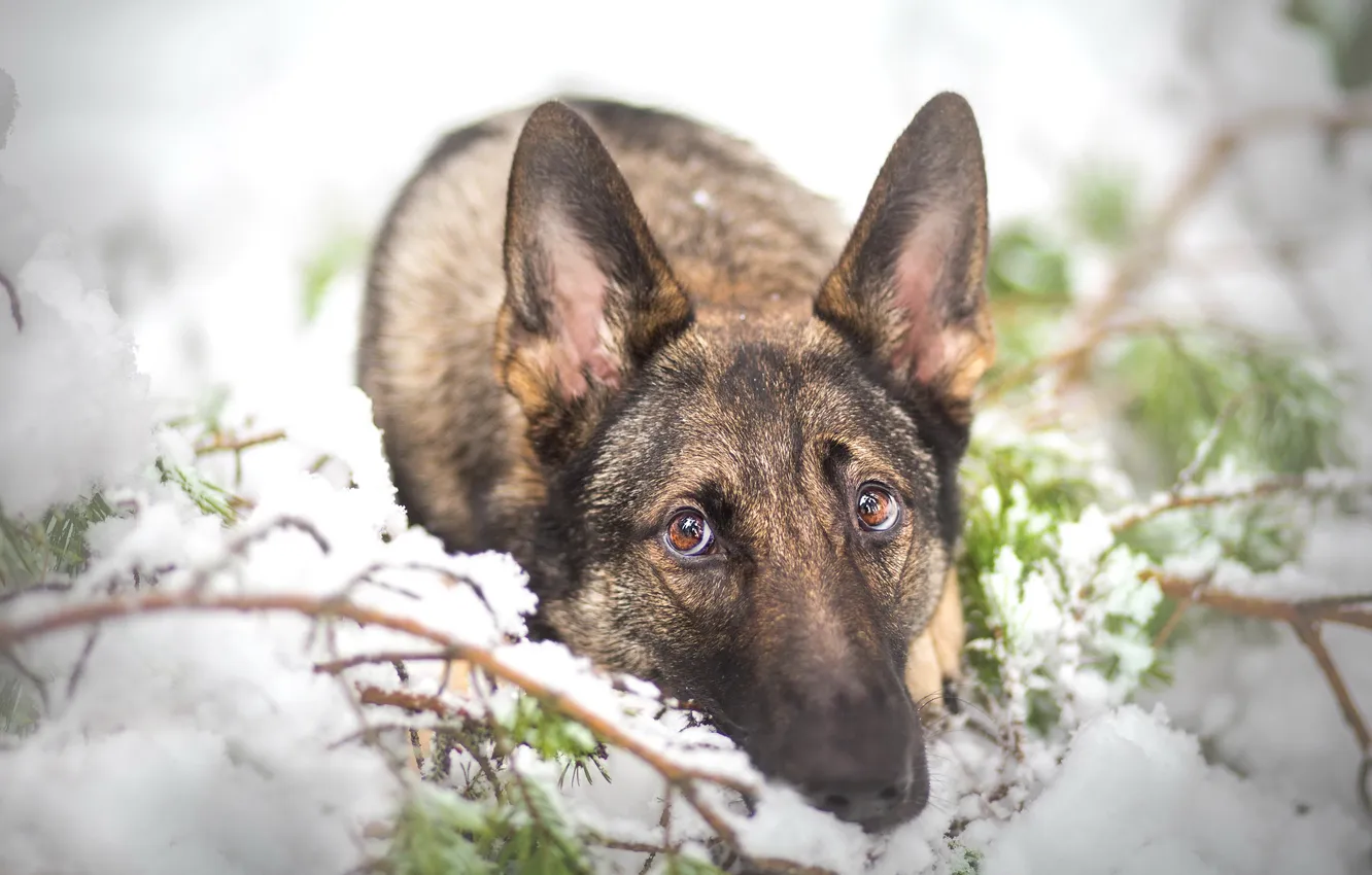 Photo wallpaper look, each, dog