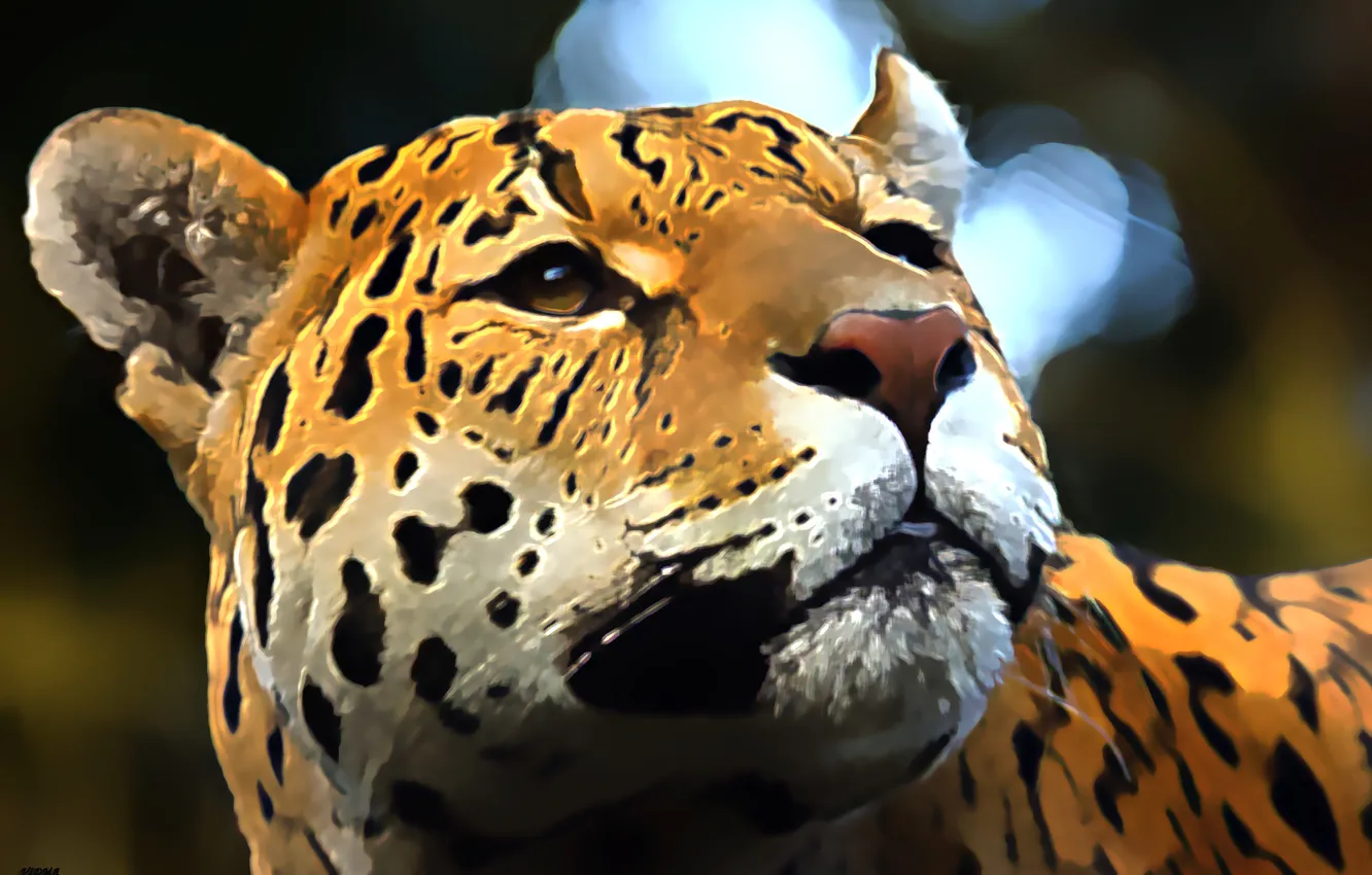 Photo wallpaper look, face, predator, Jaguar, wild cat