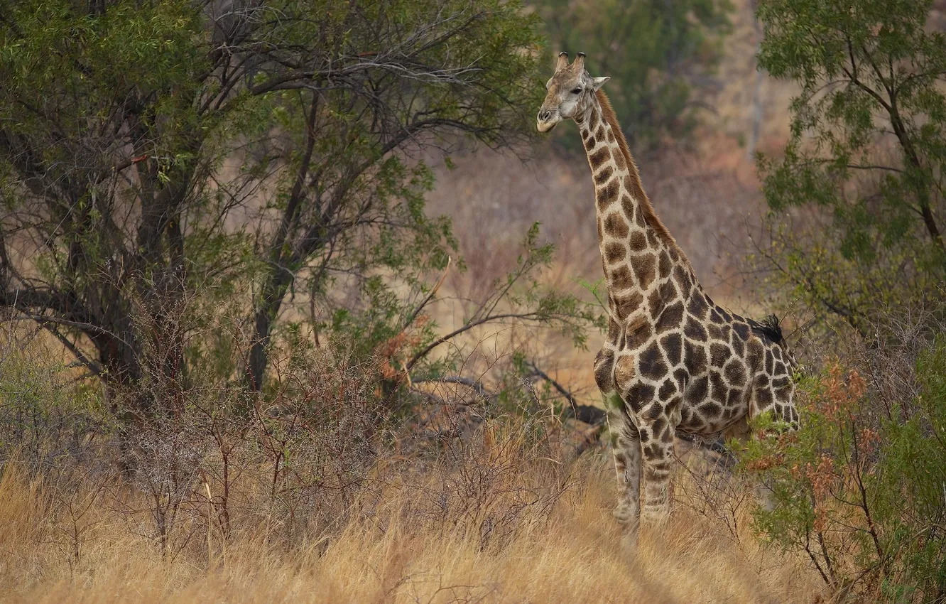 Photo wallpaper giraffe, Savannah, the bushes, neck