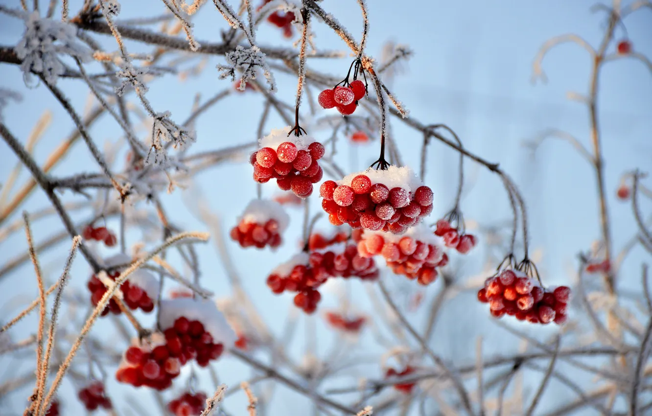 Photo wallpaper winter, snow, trees, branches, red, berries, bunches, Kalina
