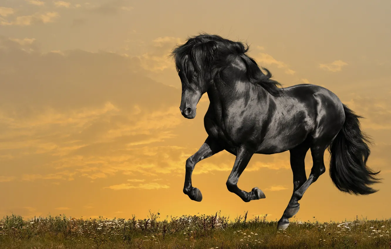 Photo wallpaper horse, black, jump