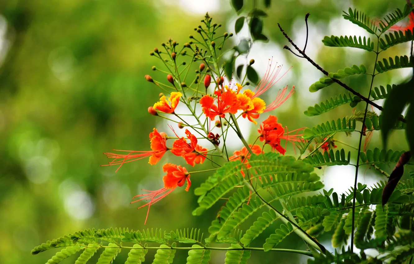 Photo wallpaper summer, grass, flowers, nature