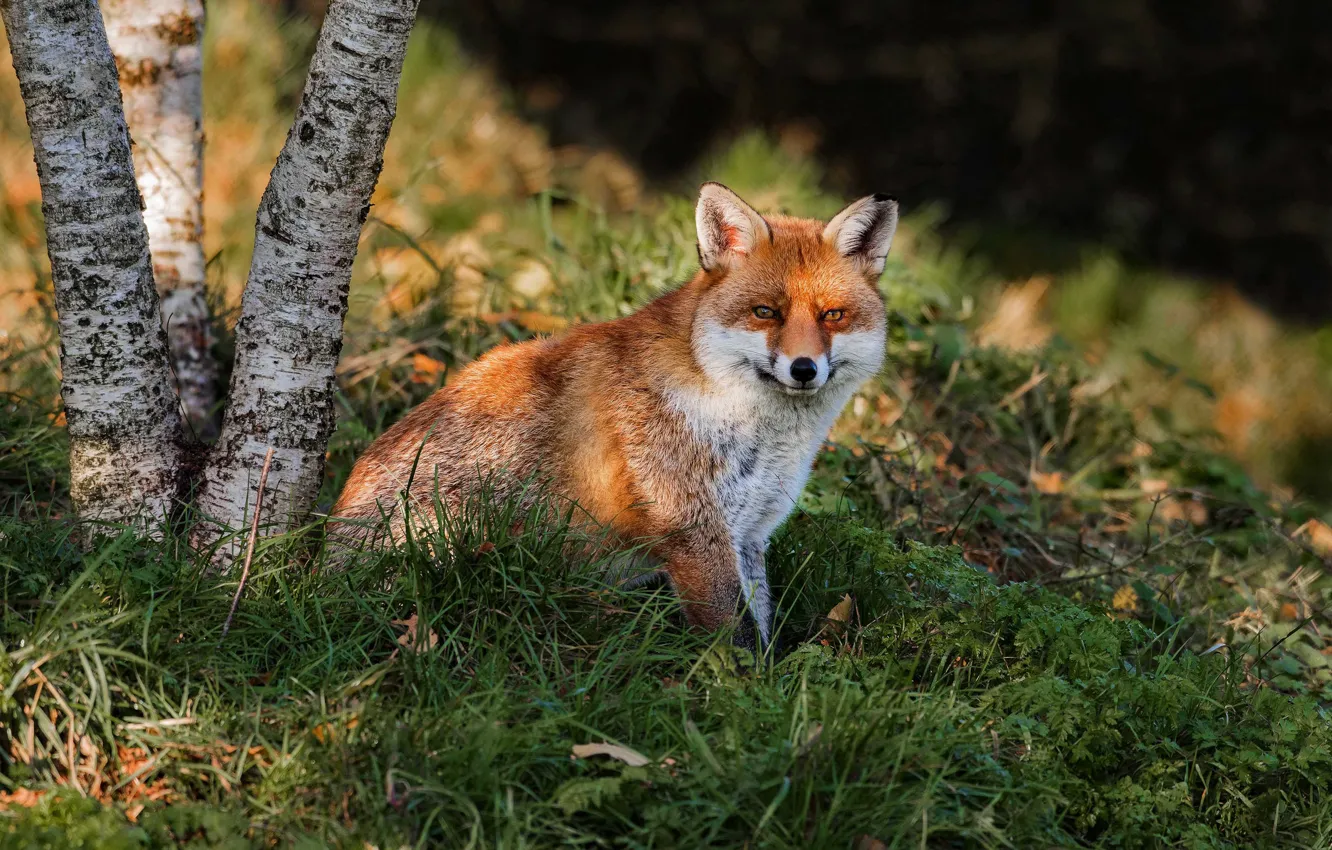 Photo wallpaper grass, look, light, nature, tree, glade, Fox, red