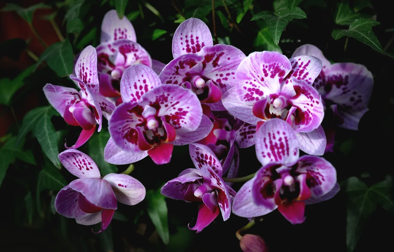 Photo wallpaper exotic, Orchid, spotted