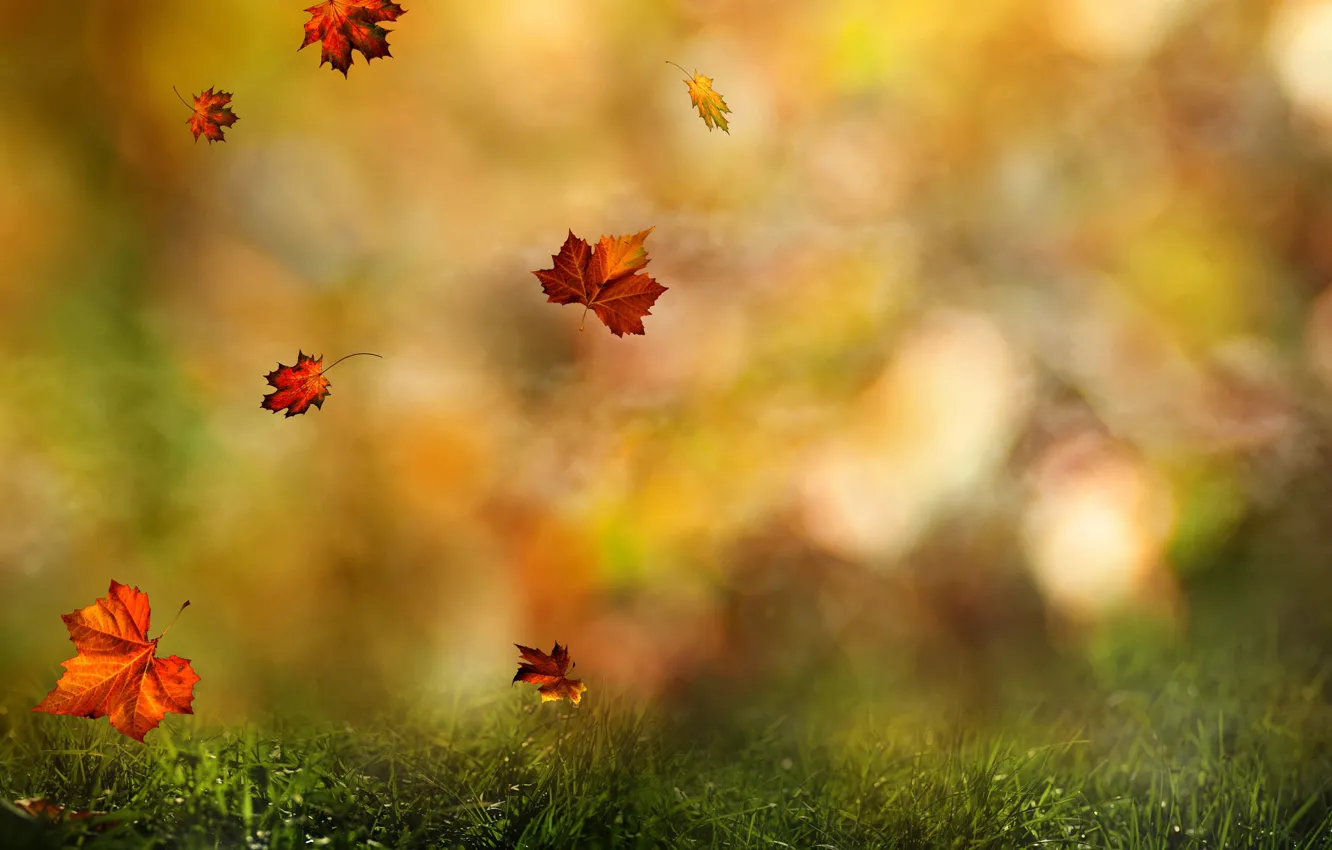 Photo wallpaper autumn, forest, grass, leaves, color, drops, macro, nature