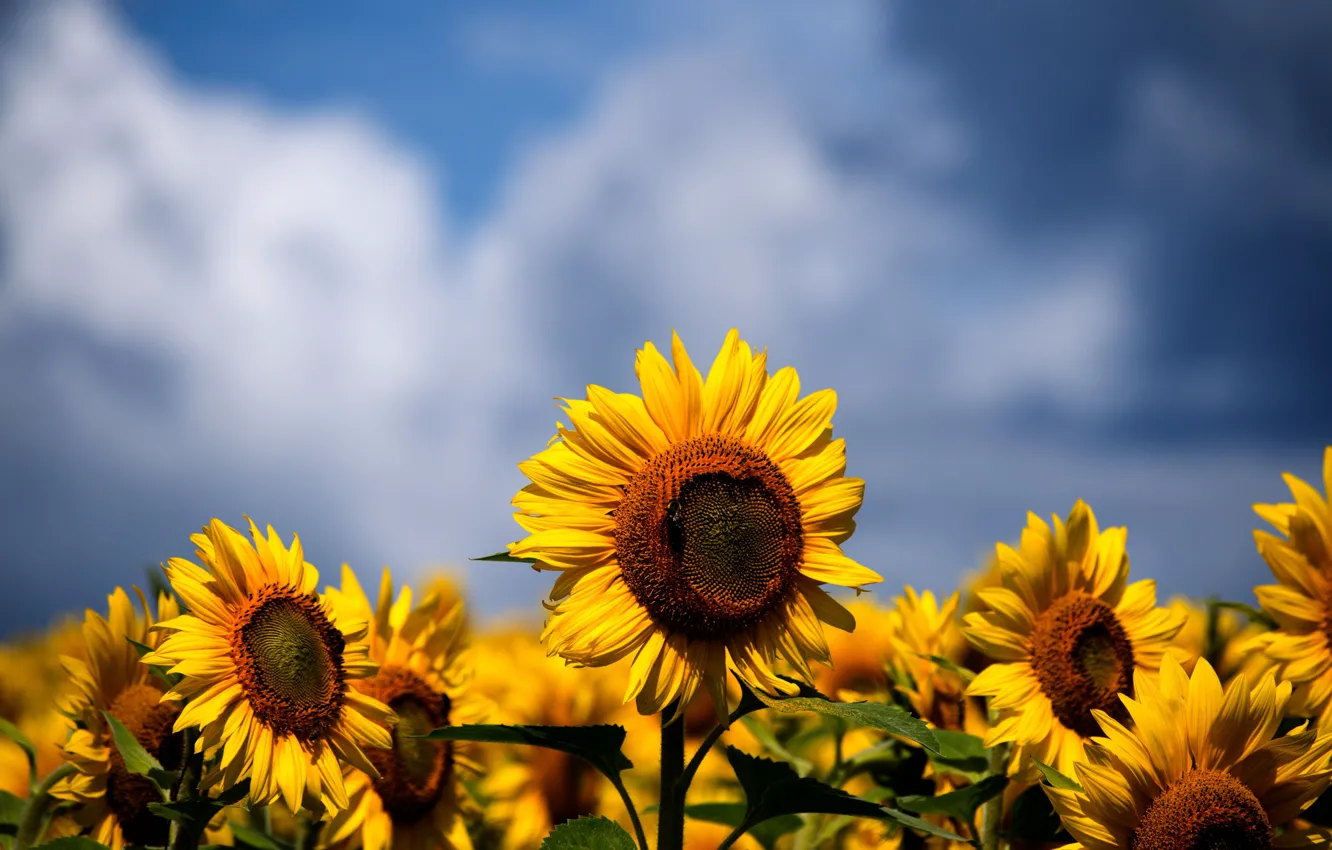 Photo wallpaper field, summer, the sky, clouds, sunflowers, flowers, blue, yellow