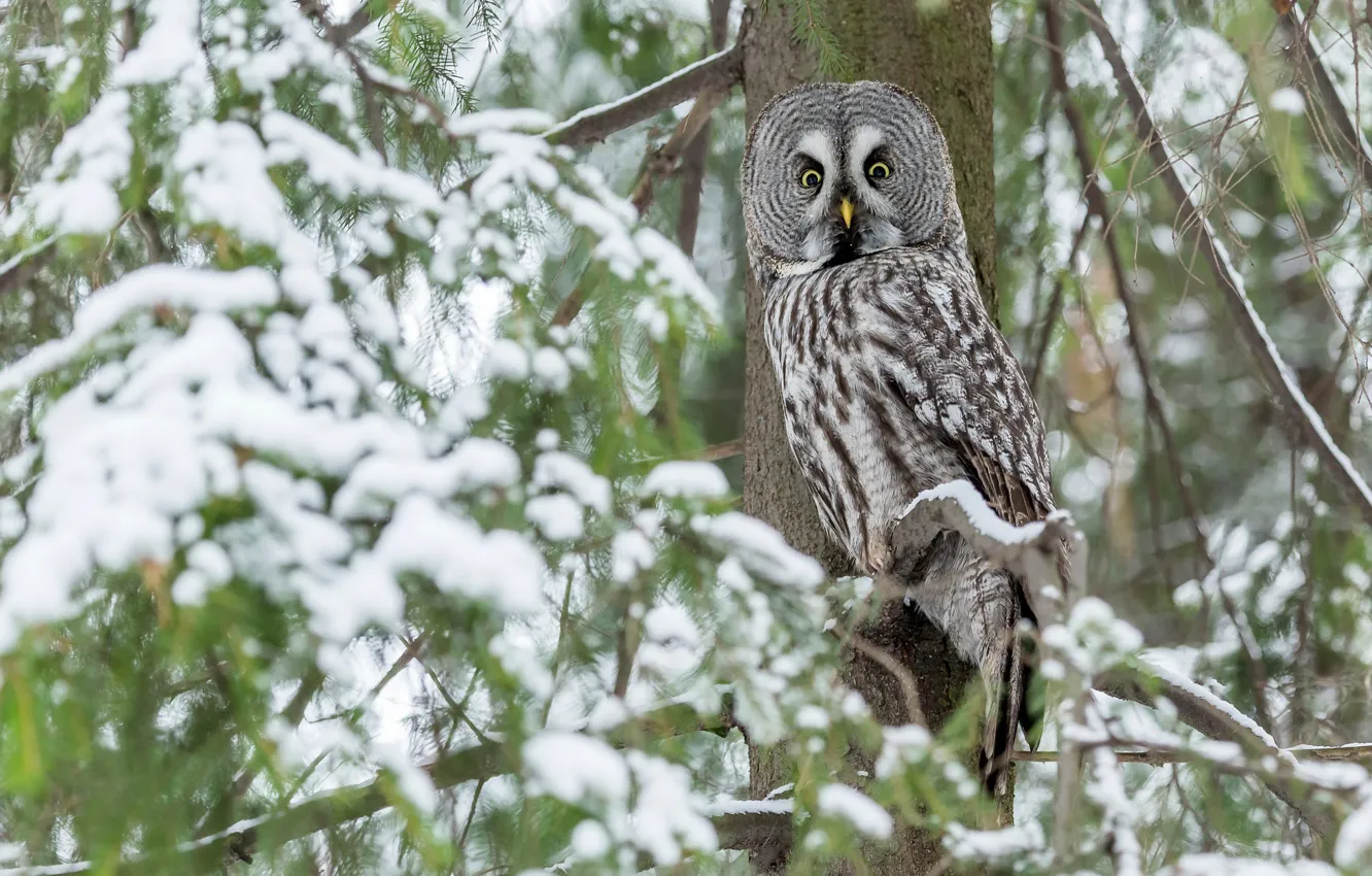 Photo wallpaper winter, look, snow, branches, nature, owl, bird, needles