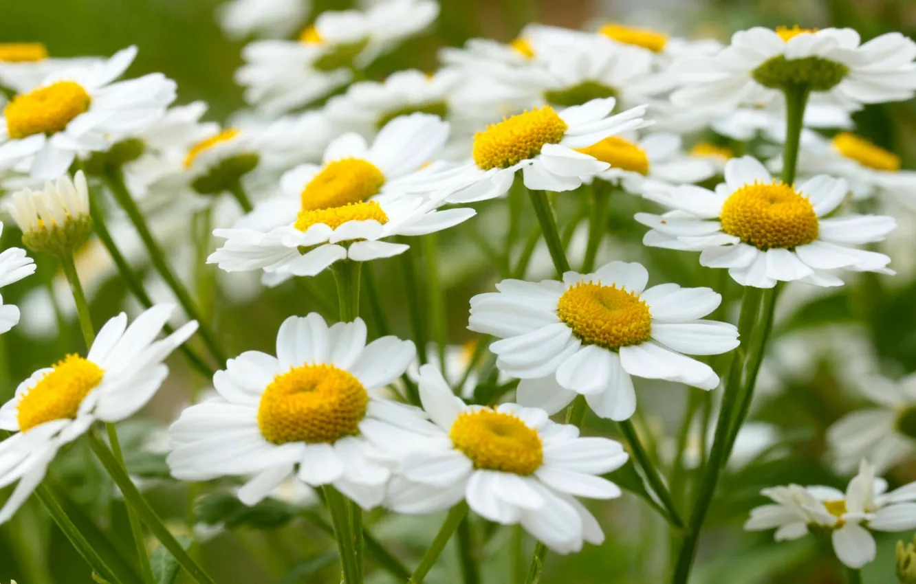 Photo wallpaper summer, macro, chamomile