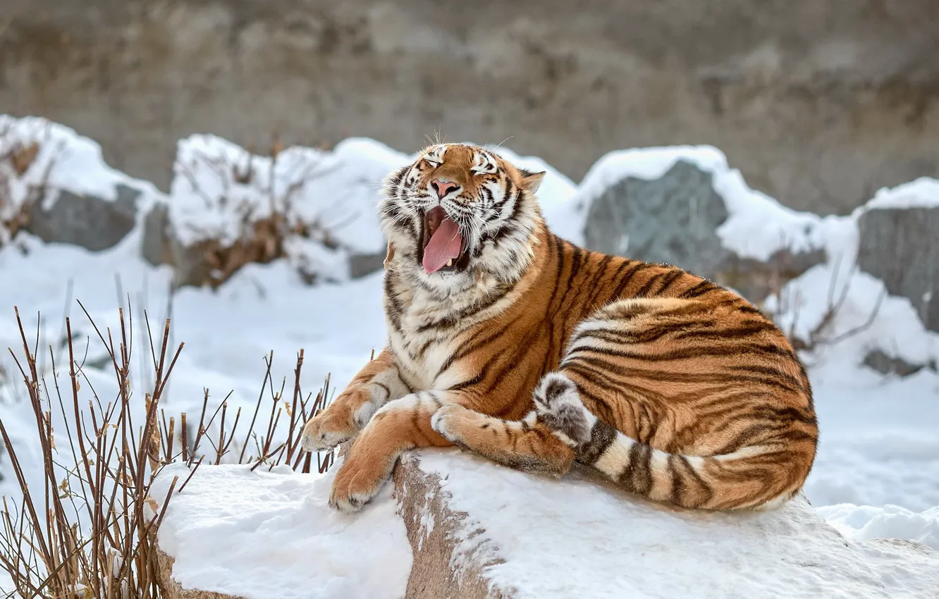 Photo wallpaper winter, language, snow, branches, tiger, pose, stones, paws