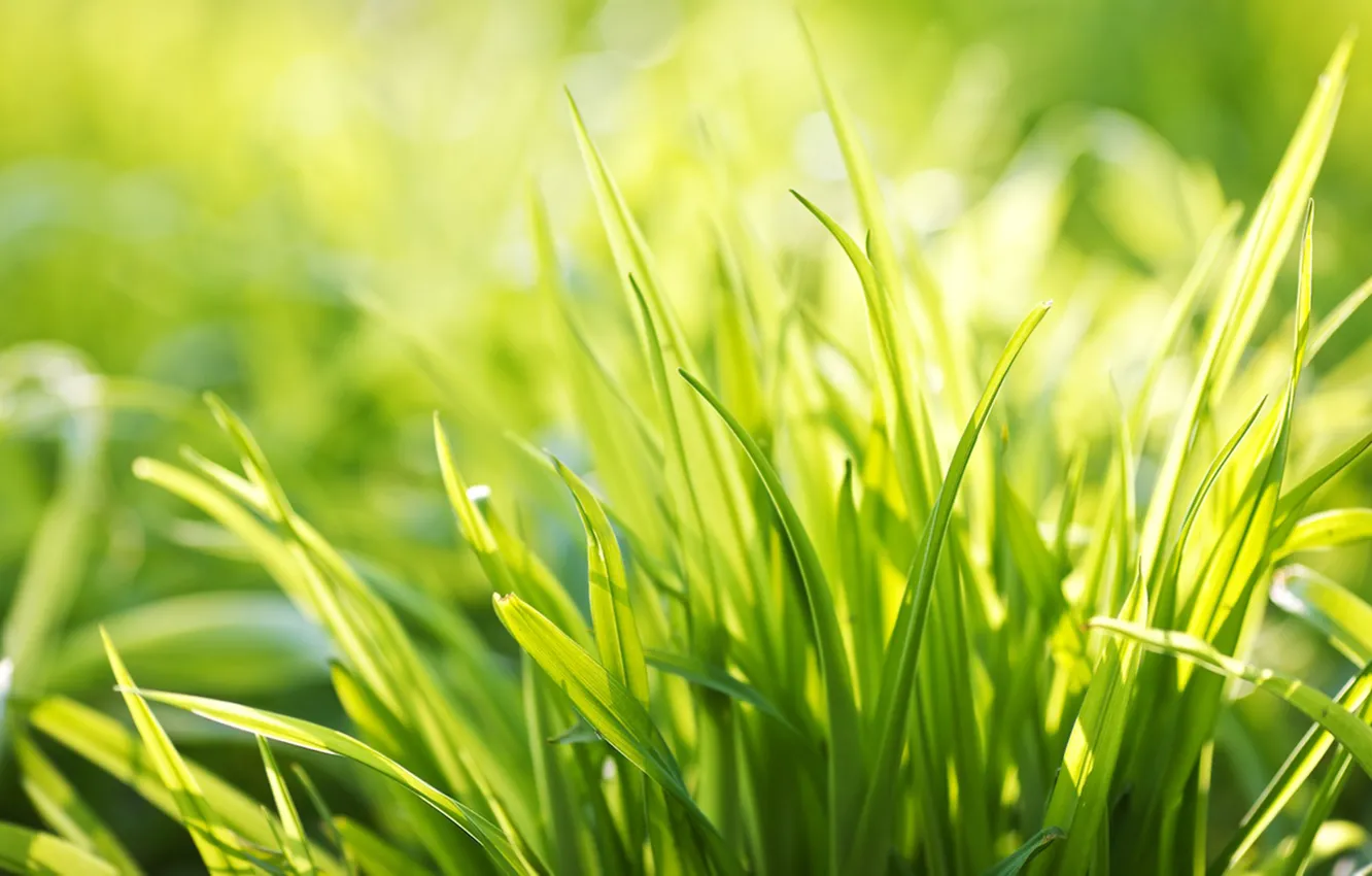 Photo wallpaper greens, summer, grass, light, joy, freshness, mood, silence, plant, plants, spring, morning, weed, widescreen Wallpaper, …