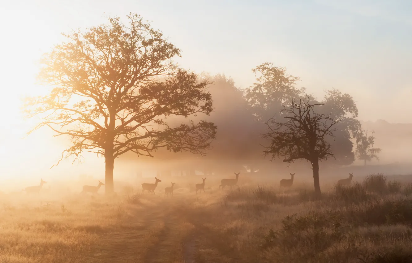 Photo wallpaper fog, morning, deer