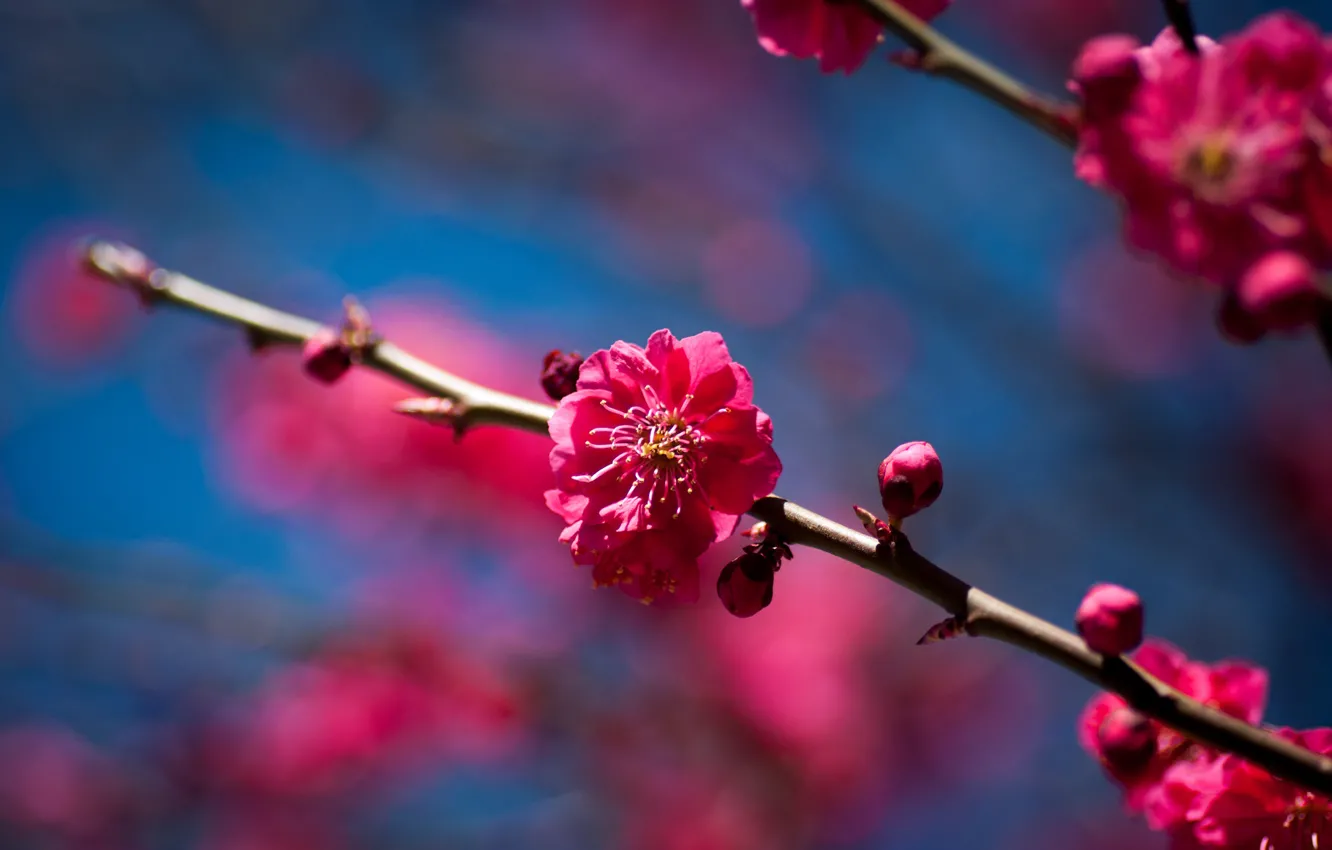 Photo wallpaper flowers, cherry, tree, branch, spring, Sunny, flowering, fruit