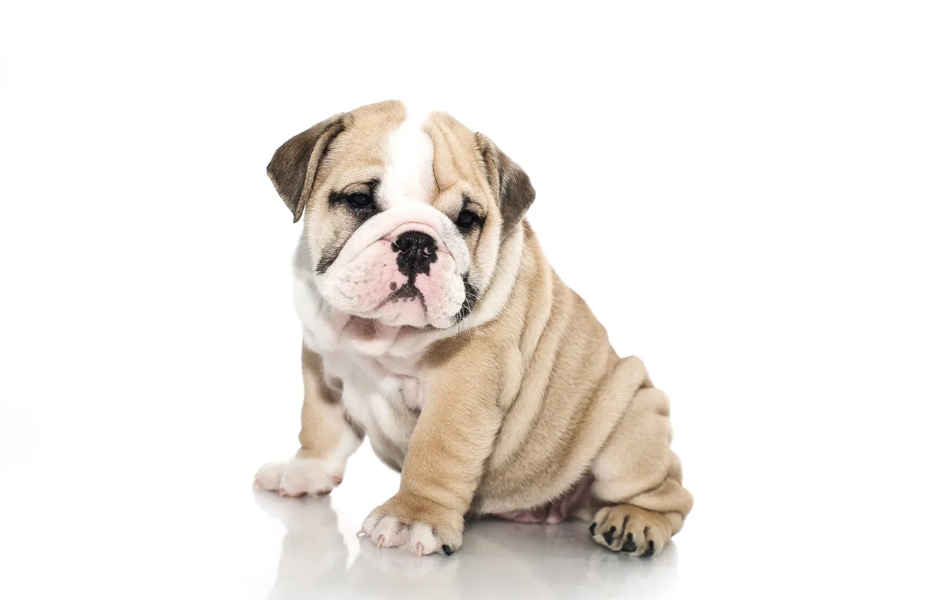 Photo wallpaper dog, puppy, white background, English bulldog