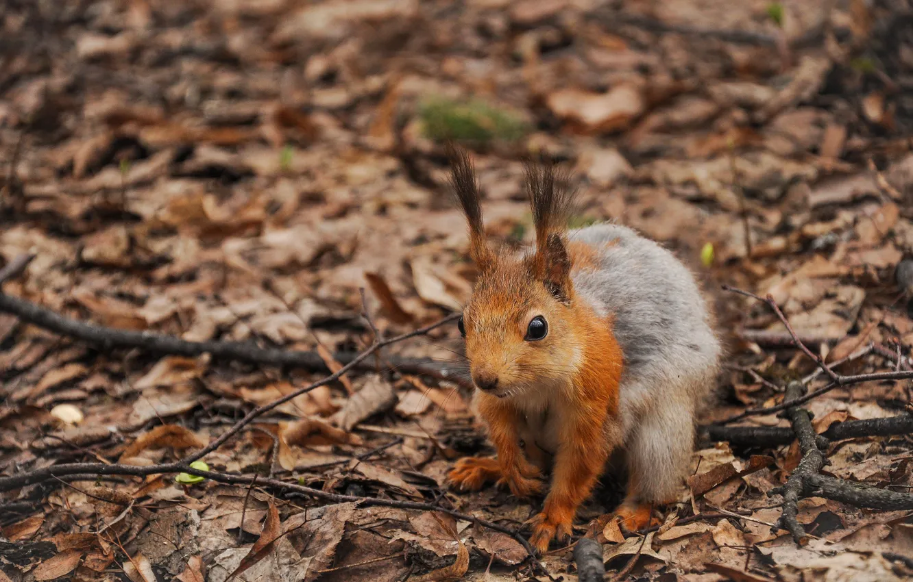 Photo wallpaper leaves, branches, protein