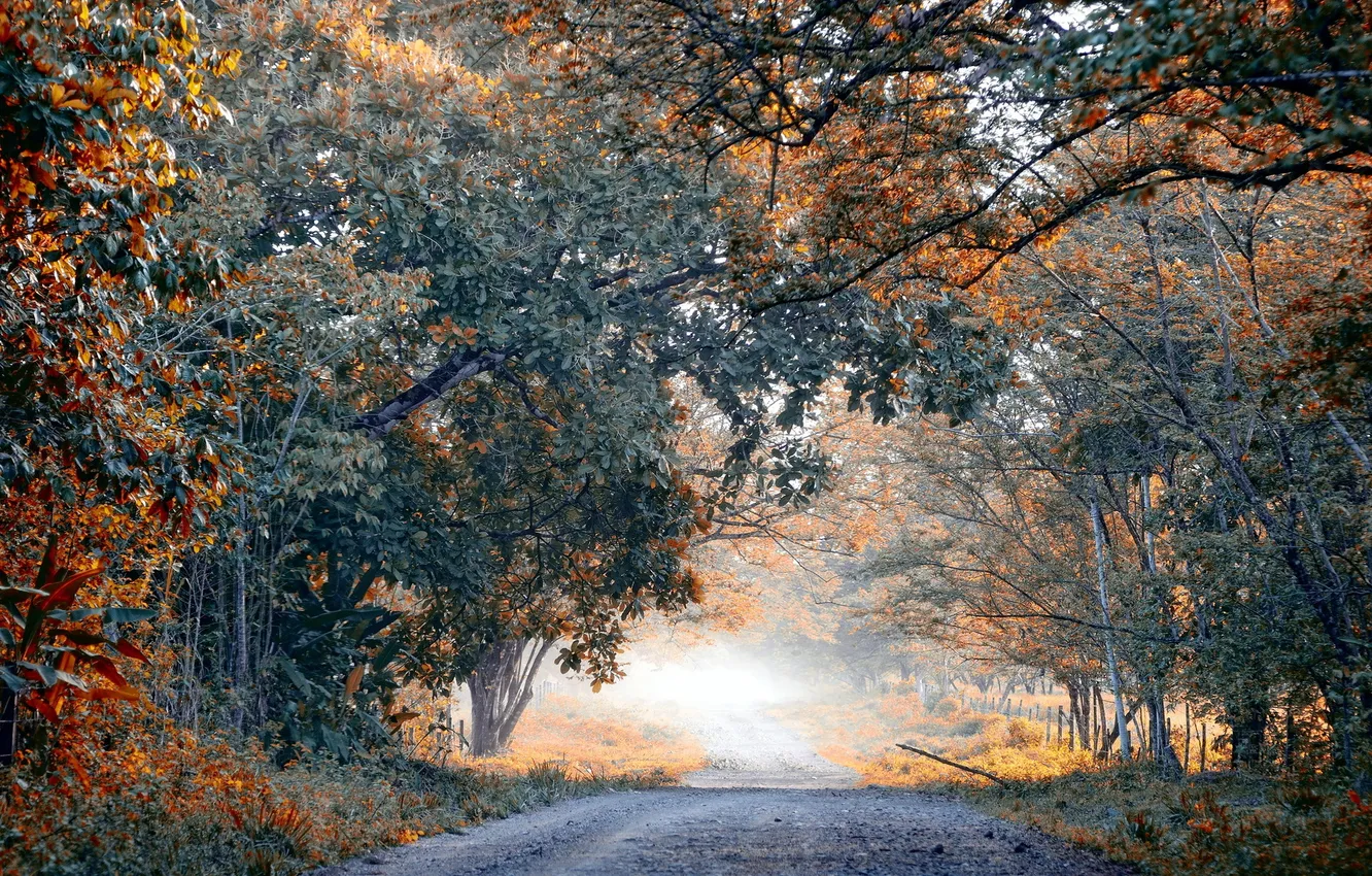 Photo wallpaper road, trees, landscape