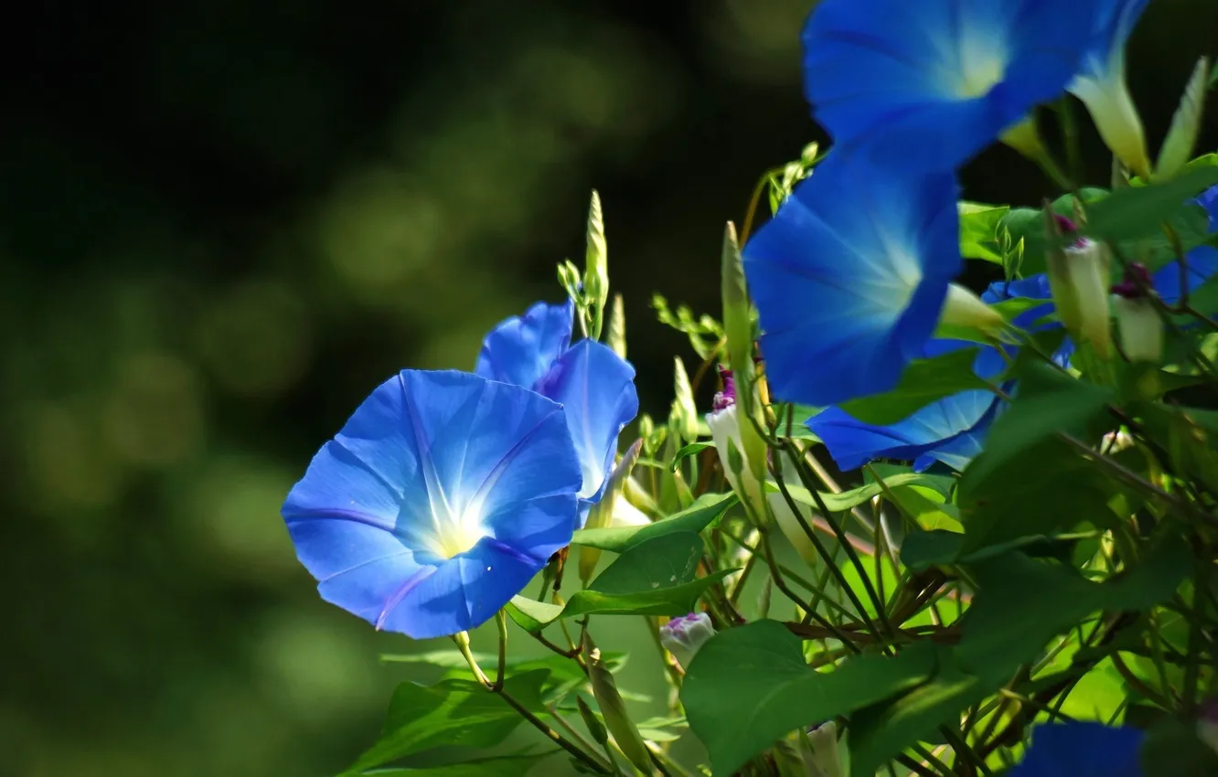 Photo wallpaper flowers, blue, bindweed, morning glory, farbitis, Ipomoea, Convolvulus