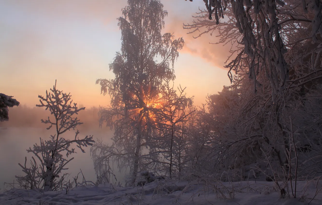 Photo wallpaper winter, snow, trees, branches, fog, sunrise