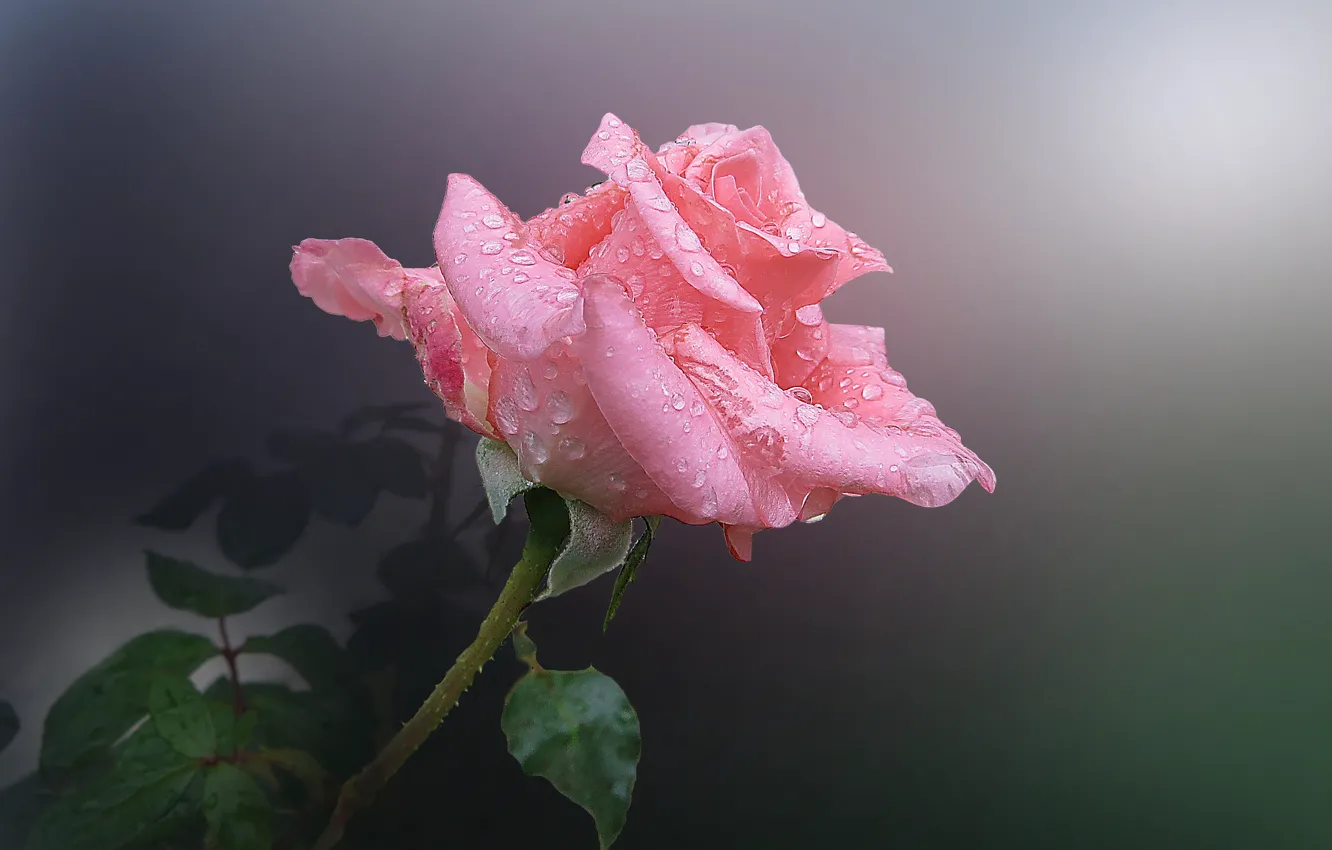 Photo wallpaper drops, flowers, Rosa, roses, pink