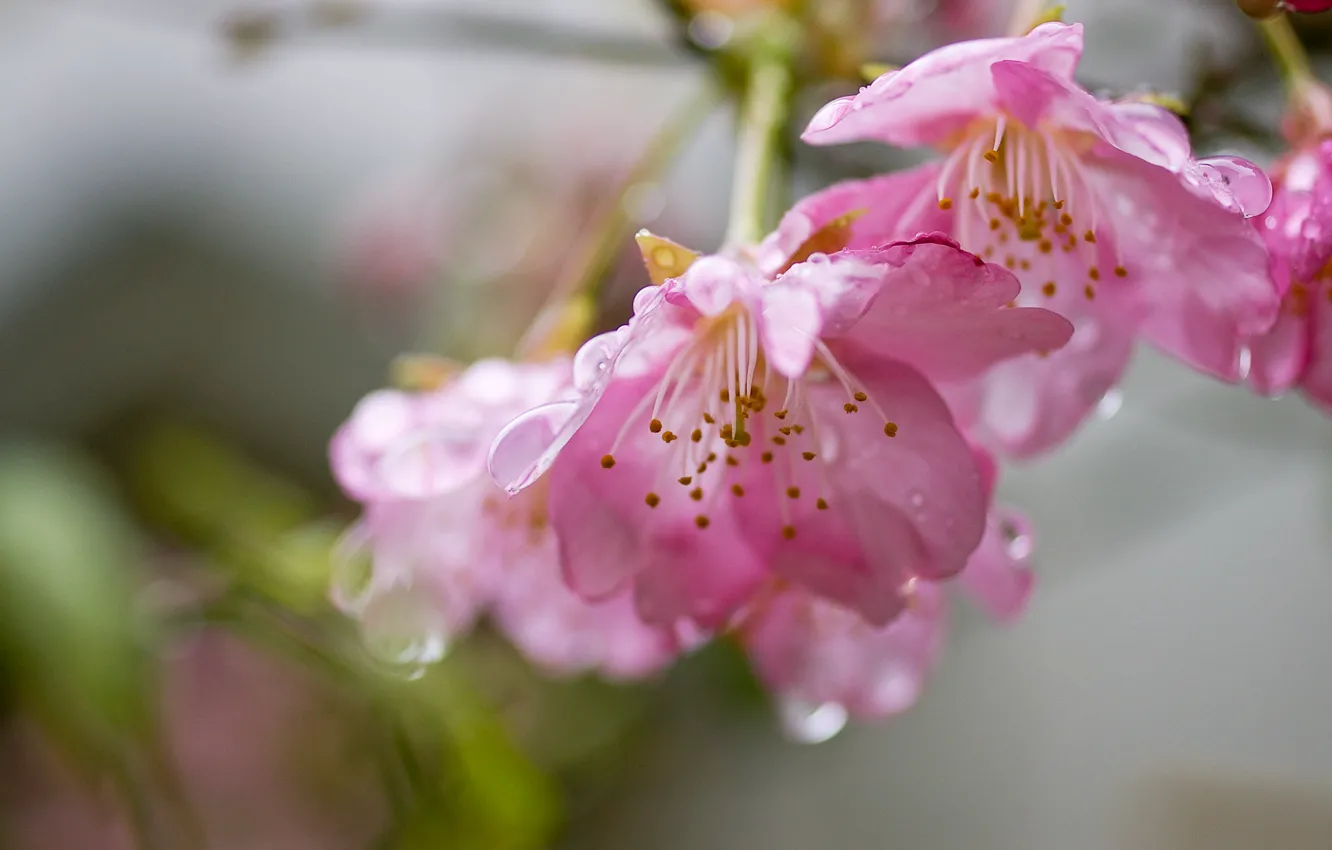 Photo wallpaper water, drops, flowers, freshness, branches, cherry, tenderness, spring