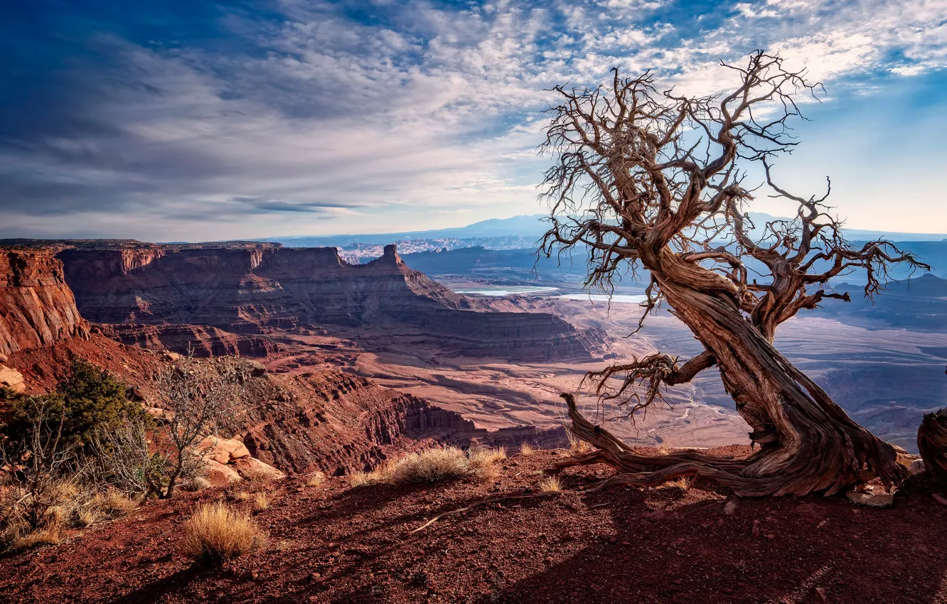 Photo wallpaper the sky, clouds, light, tree, desert, USA, snag, canyons