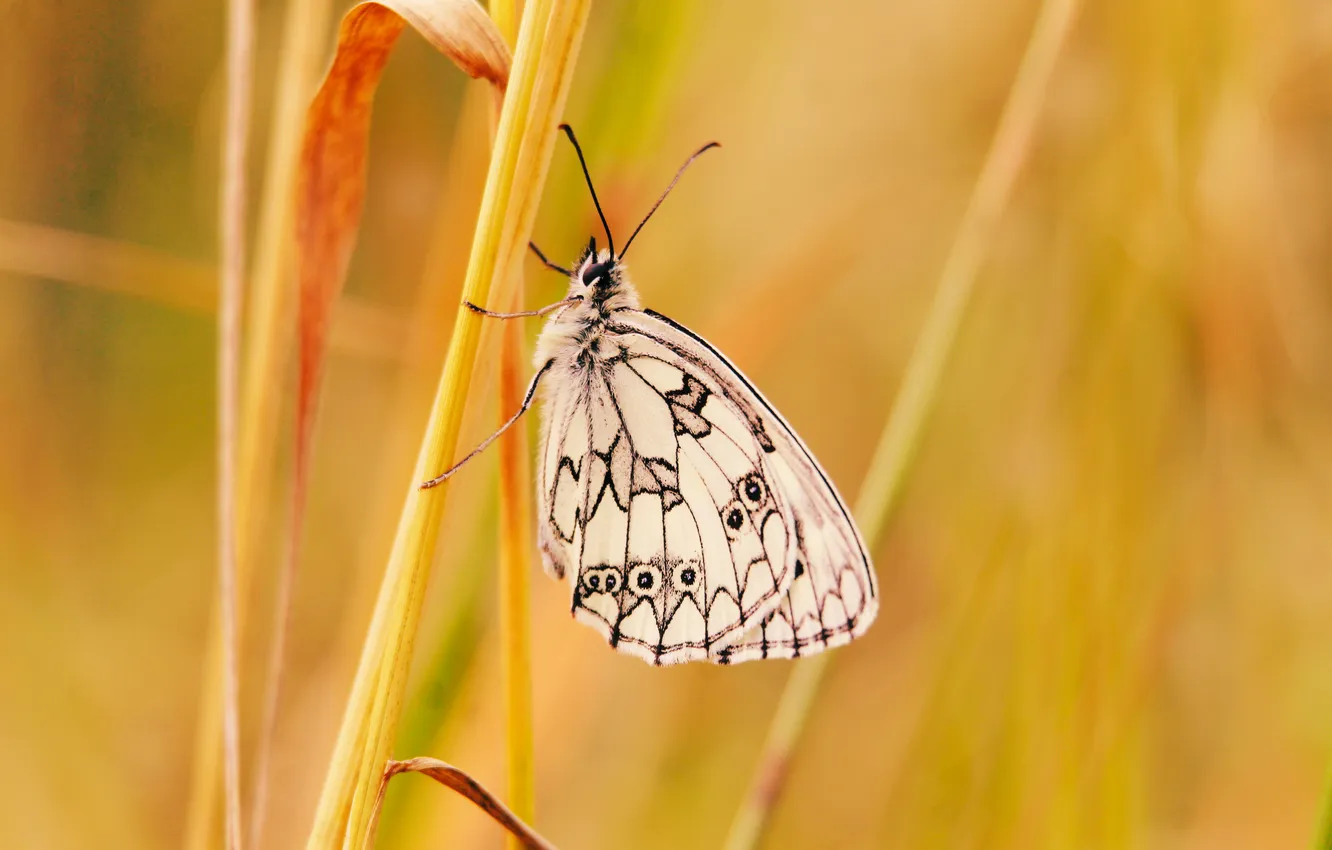 Photo wallpaper animals, butterfly, insect