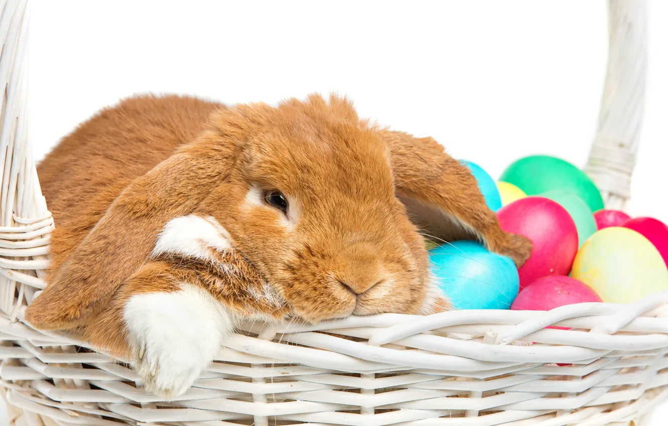 Photo wallpaper basket, rabbit, Easter, rabbit, spring, Easter, eggs, bunny