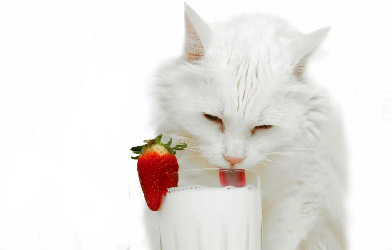 Photo wallpaper cat, glass, milk, strawberry, white