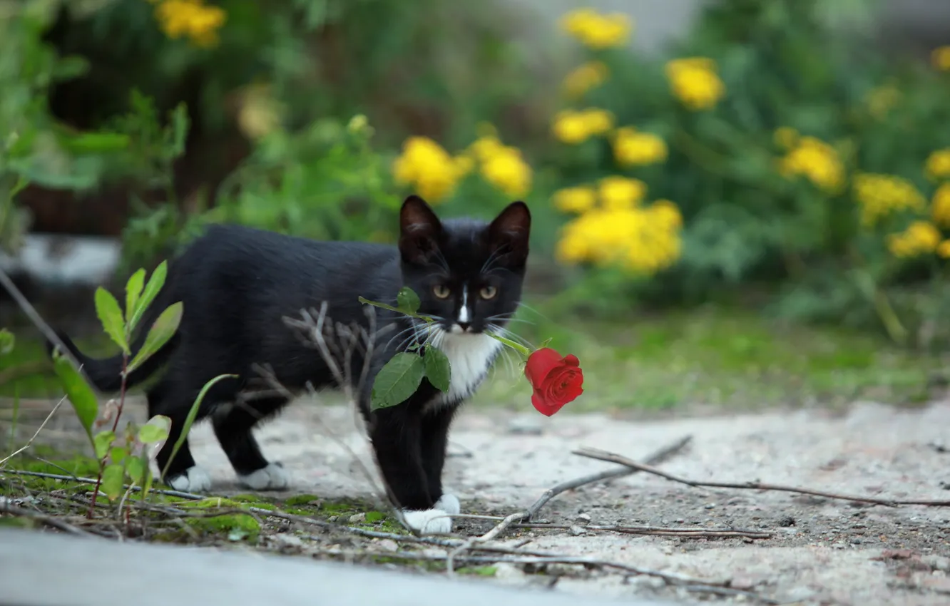 Photo wallpaper cat, background, rose