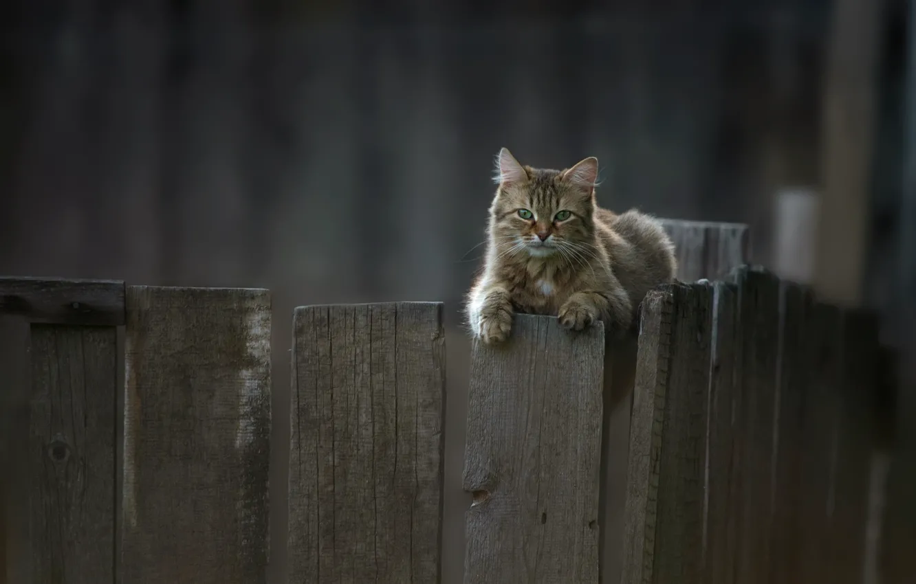 Photo wallpaper cat, cat, look, the fence, cat