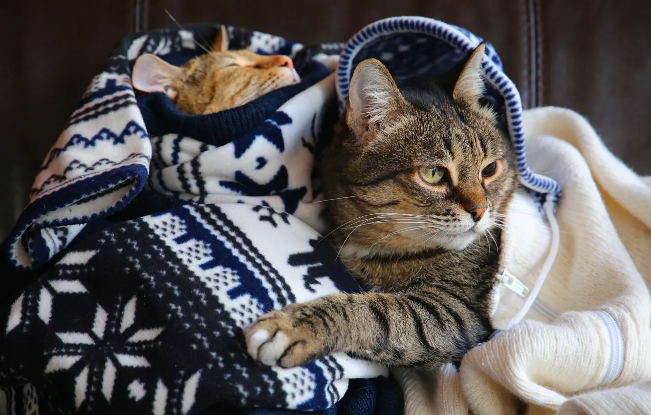 Photo wallpaper cat, cat, look, face, pose, comfort, heat, grey