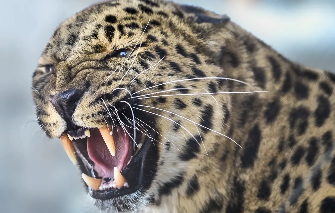 Photo wallpaper face, Leopard, predator, fangs, grin, wild cat, beast