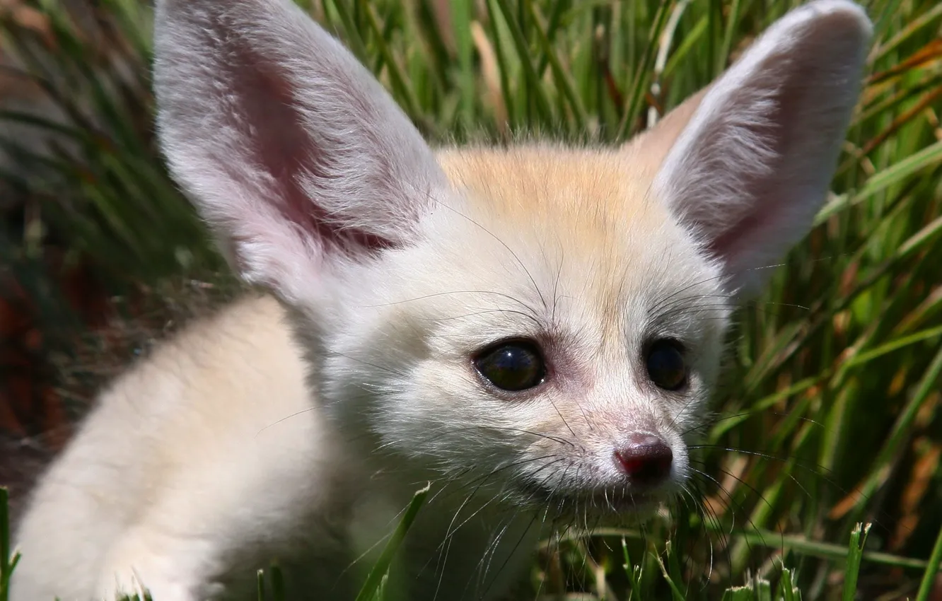 Photo wallpaper white, eyes, nose, Fox, ears, sandy Fox