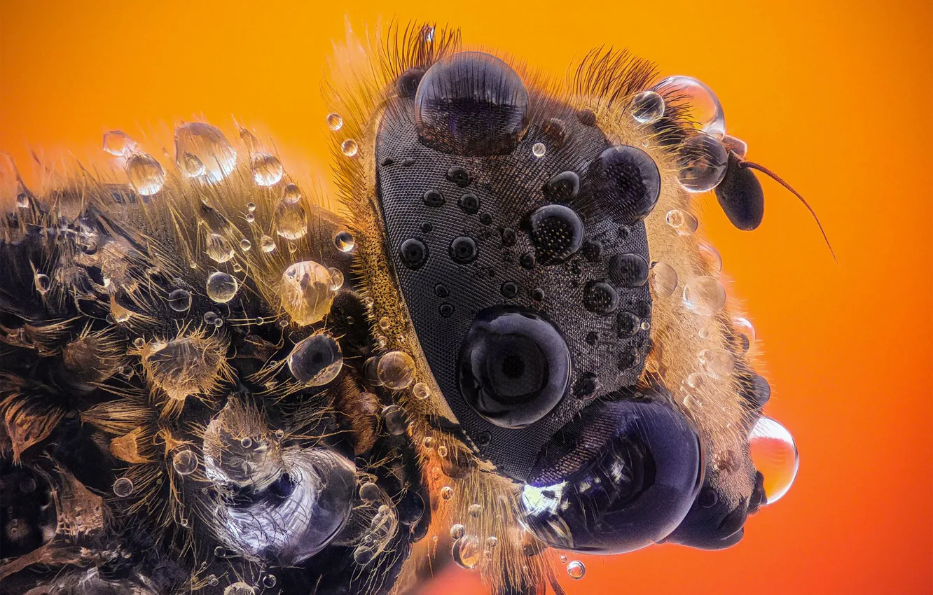 Photo wallpaper portrait, macro, fly, insect, eyes, drops