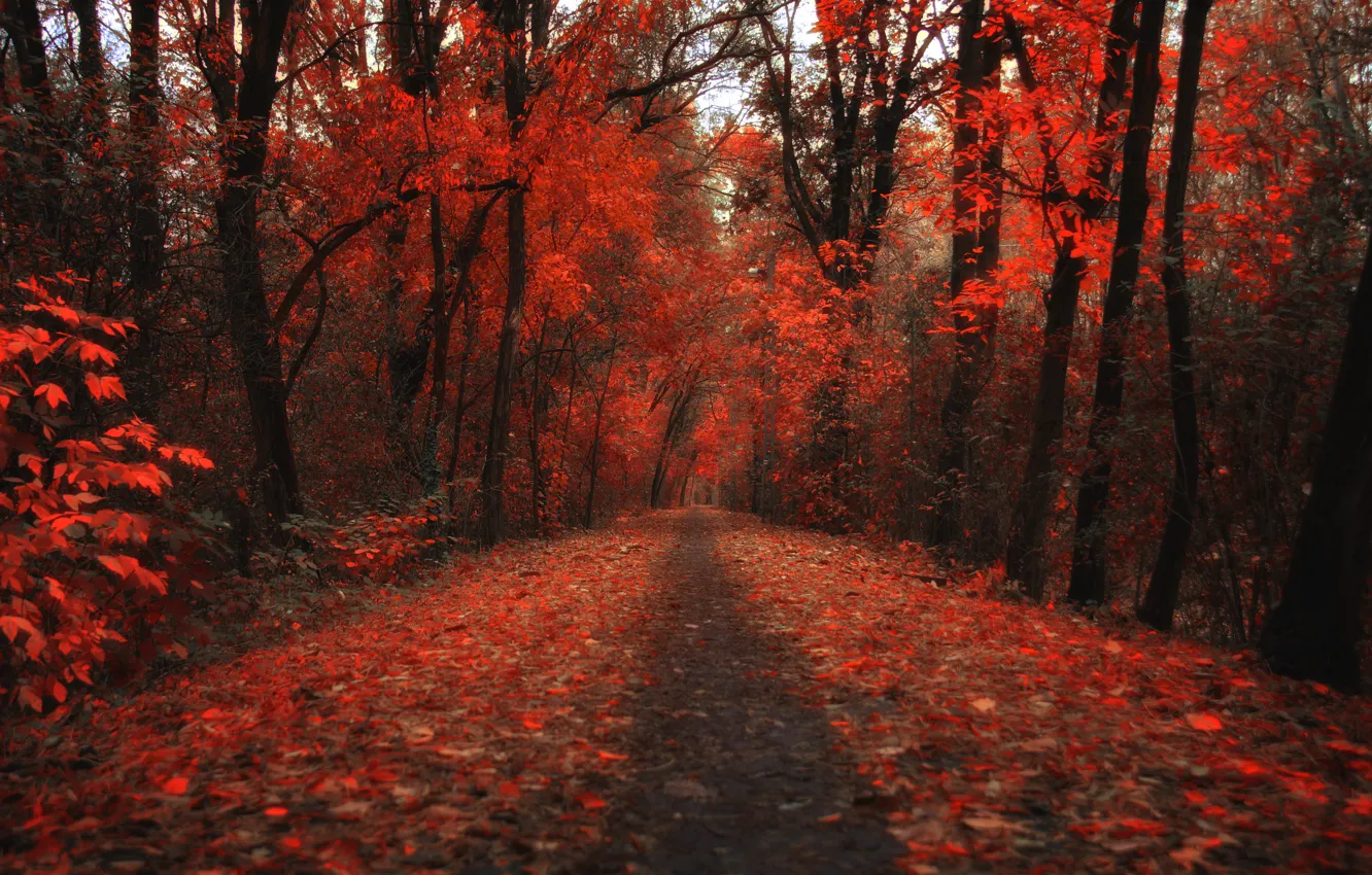 Photo wallpaper autumn, forest, leaves, trees, foliage, treatment, track, red