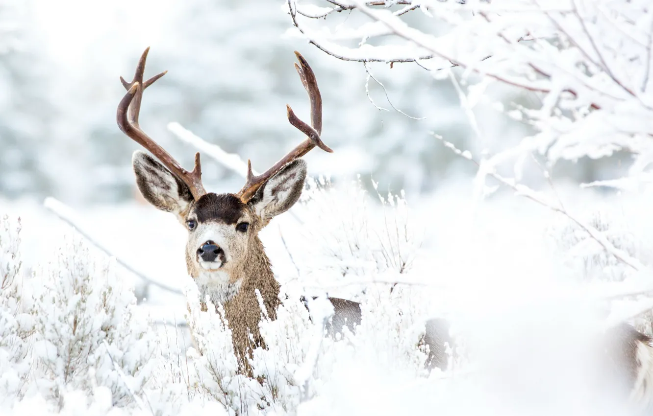 Photo wallpaper winter, nature, deer