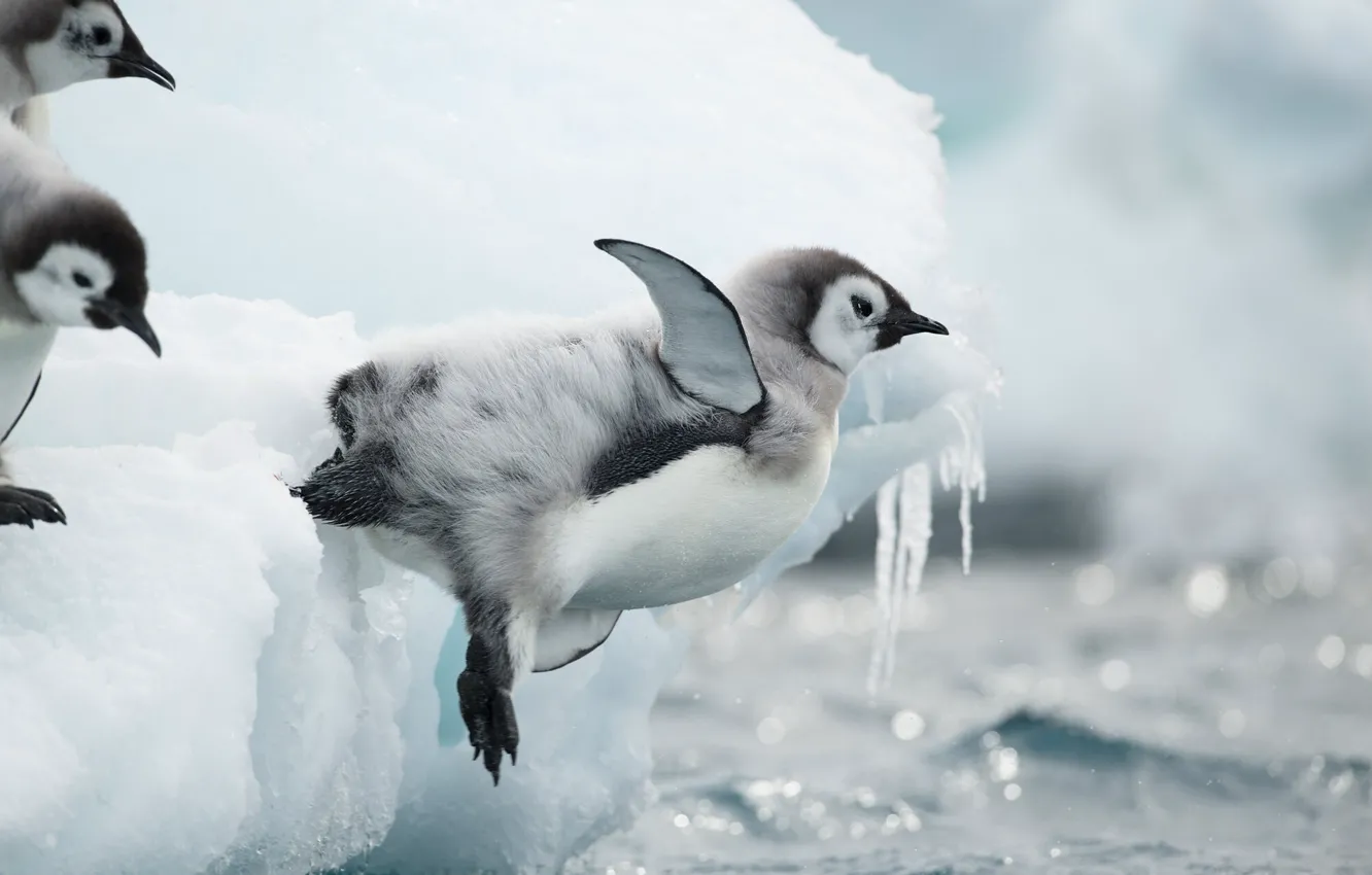 Photo wallpaper ice, winter, water, snow, pose, jump, bird, shore