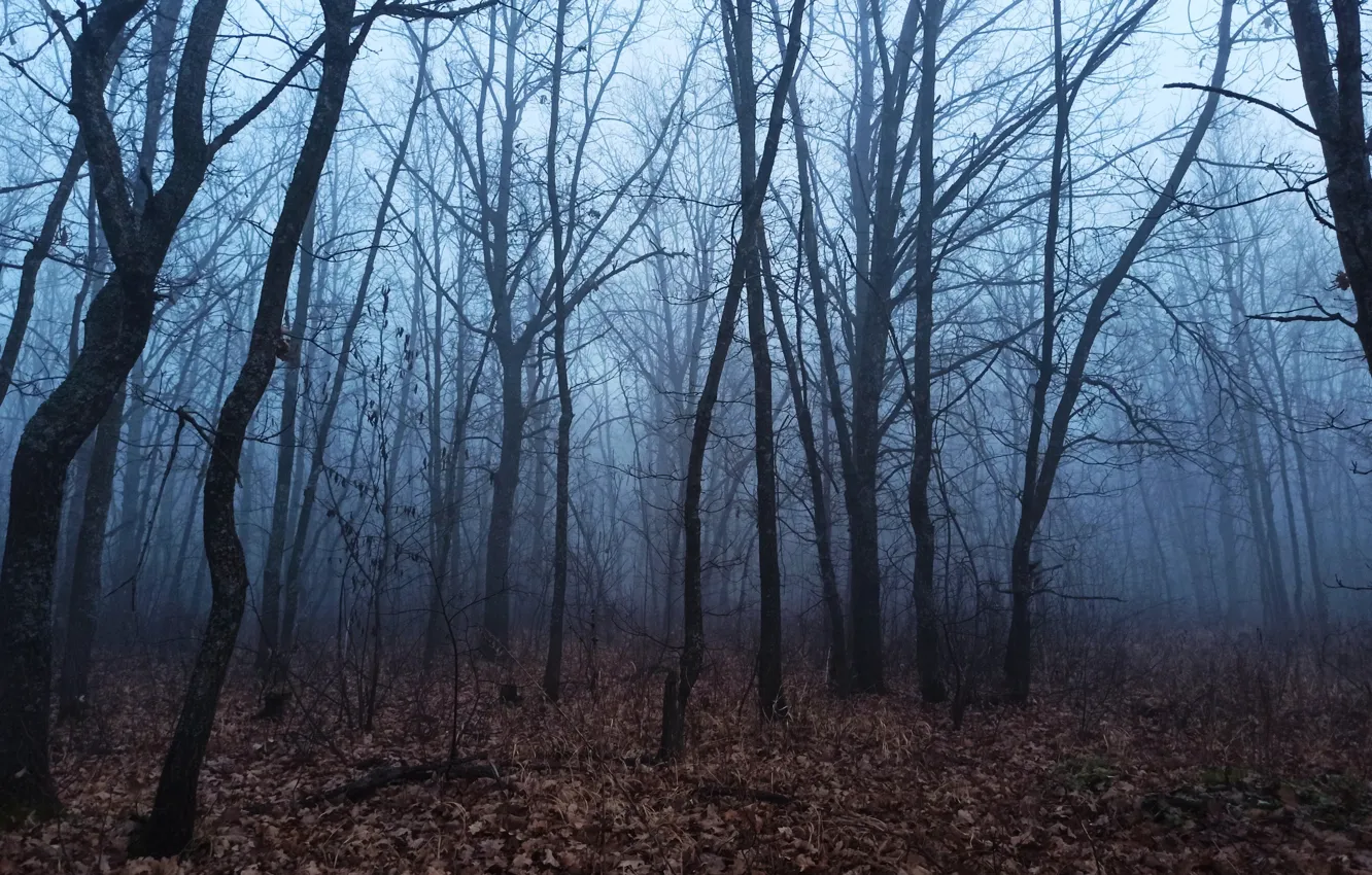 Photo wallpaper forest, trees, nature, fog