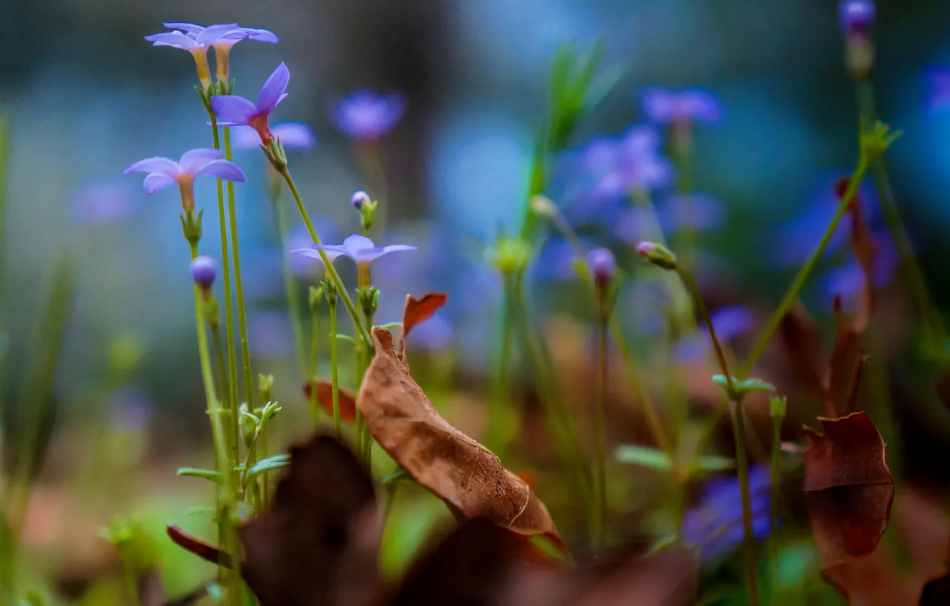 Photo wallpaper autumn, leaves, flowers, plant, garden