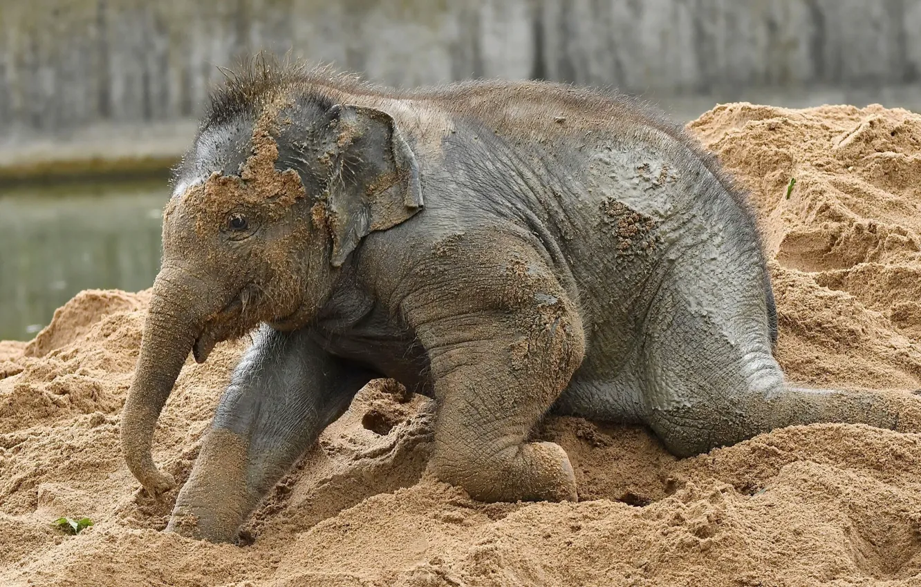 Photo wallpaper sand, the game, elephant, baby