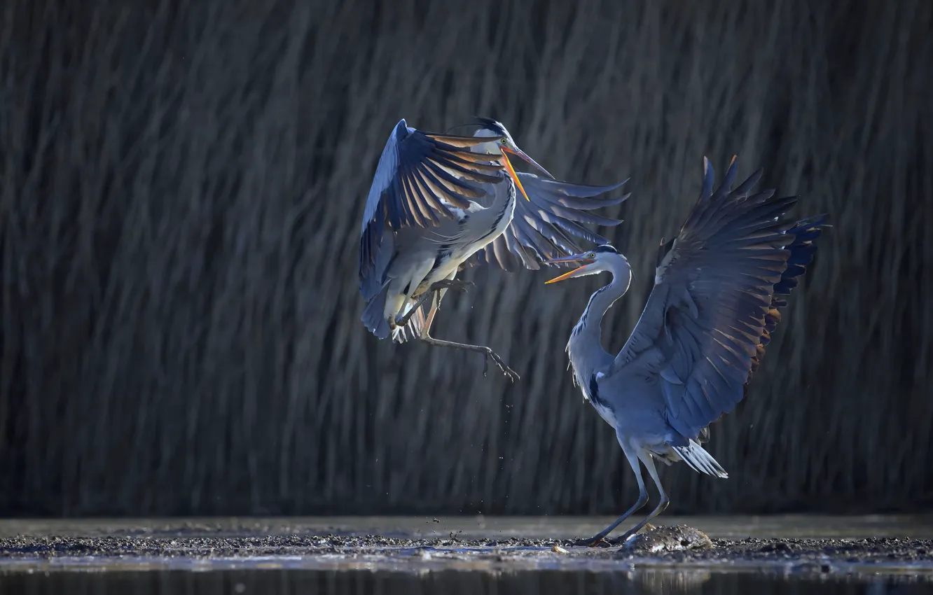 Photo wallpaper wings, dance, Heron