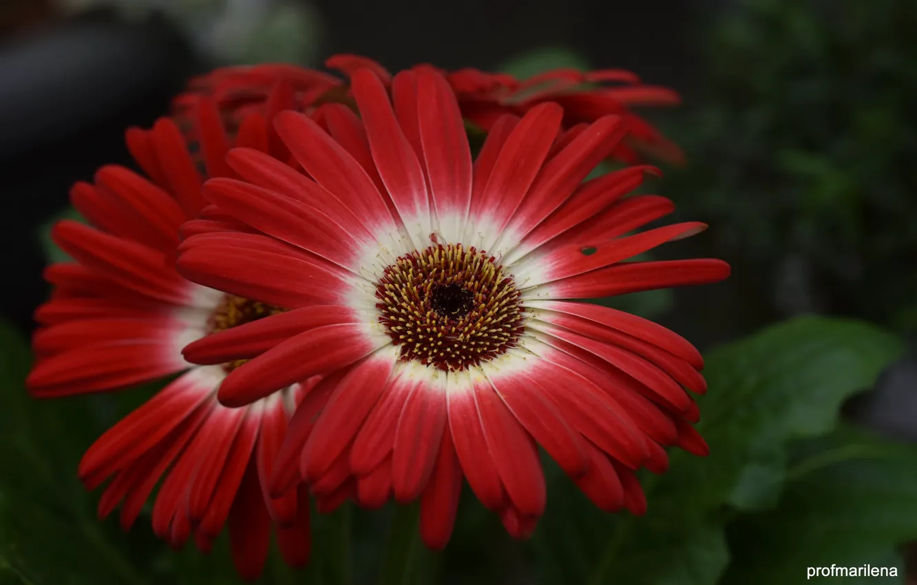 Photo wallpaper flowers, red, gerbera