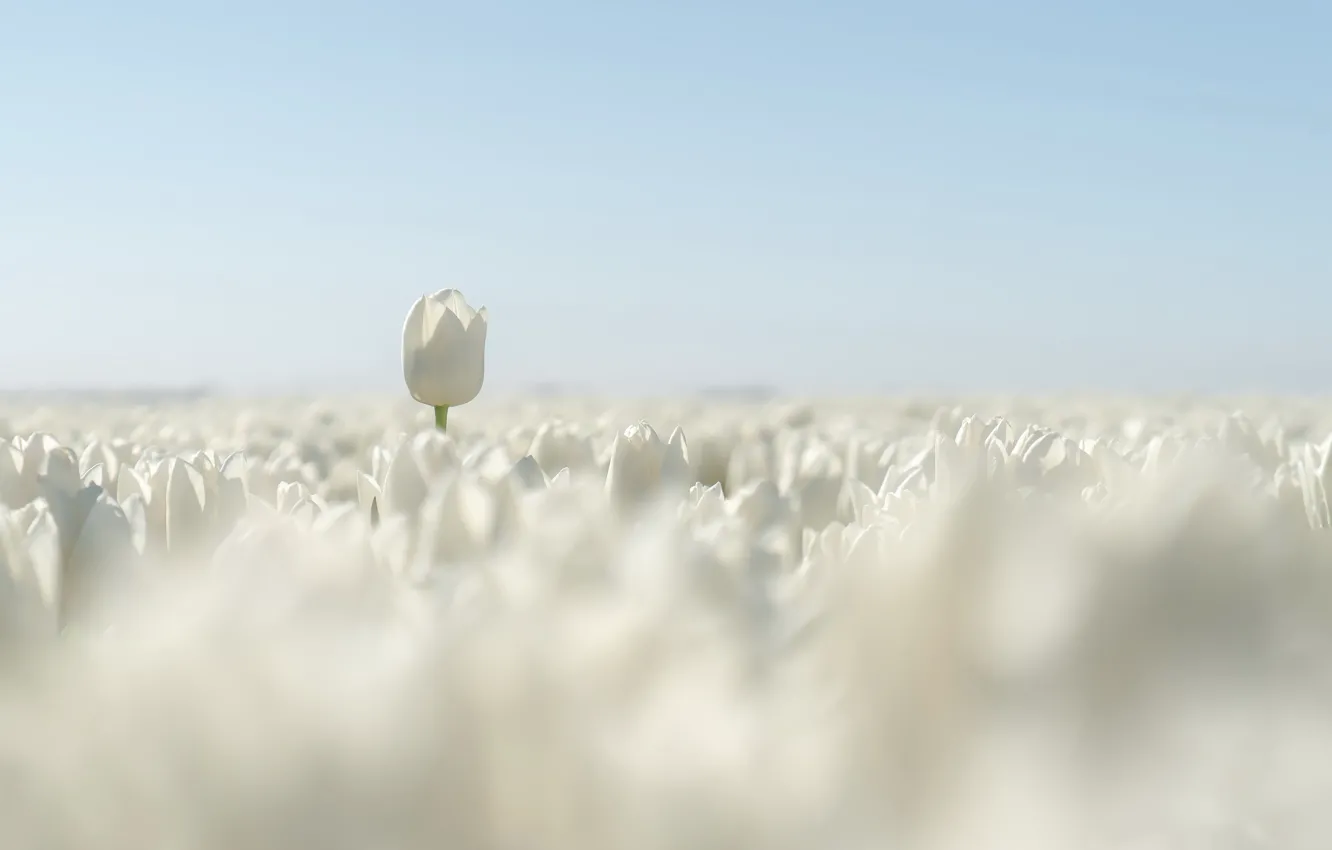 Photo wallpaper flowers, spring, tulips