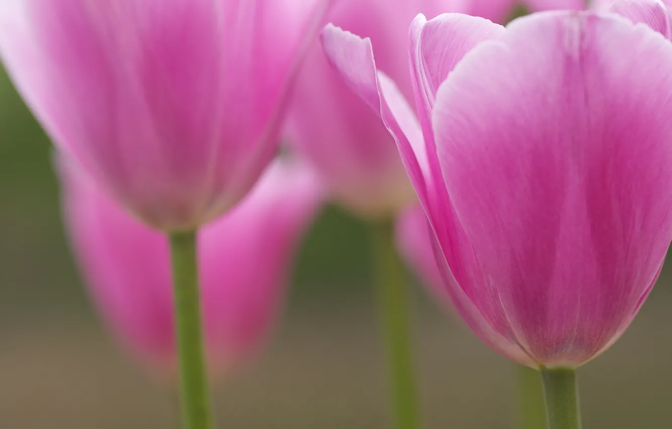 Photo wallpaper macro, flowers, petals, blur, tulips, pink