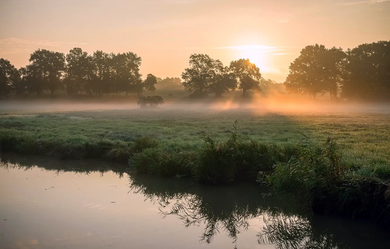 Photo wallpaper grass, the sun, rays, light, trees, fog, Rosa, river